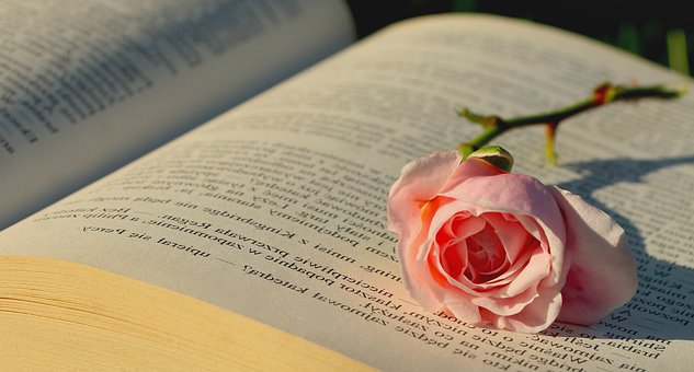 Rose, Buch, Blume, Offenes Buch
