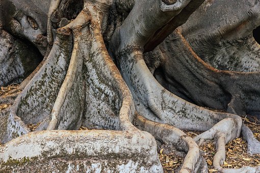 Wortels, Steunwortels, Vijg, Moreton Bay