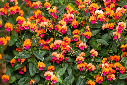 Erwtenbloem, Oranje Bloem
