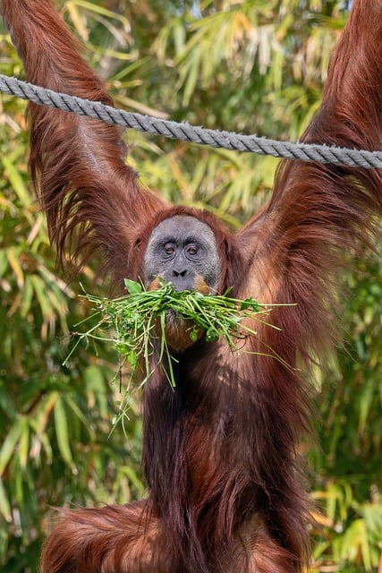 Orang-Oetan, Primaat, Dierentuin