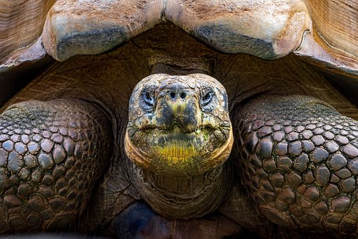 Schildpad, Reptiel, Dierentuin
