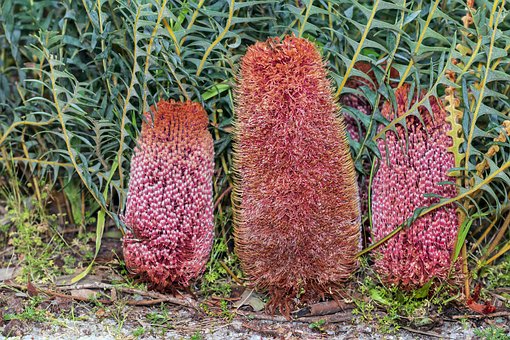 Banksia, Australië, Botanie, Wilde Bloem