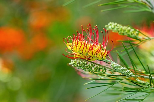 Grevillea, Australisch, Bloem, Natuur