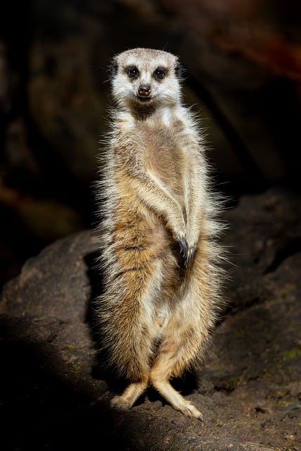 Stokstaartje, Dierentuin, Alert
