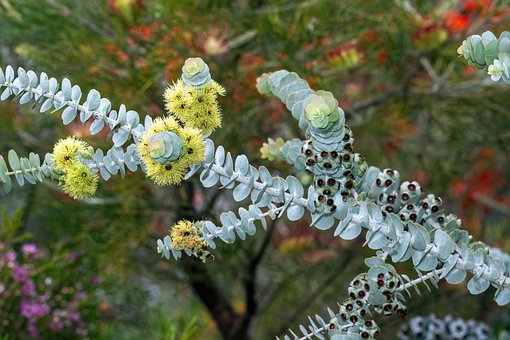 Natuur, Bladeren, Eucalyptus, Australië