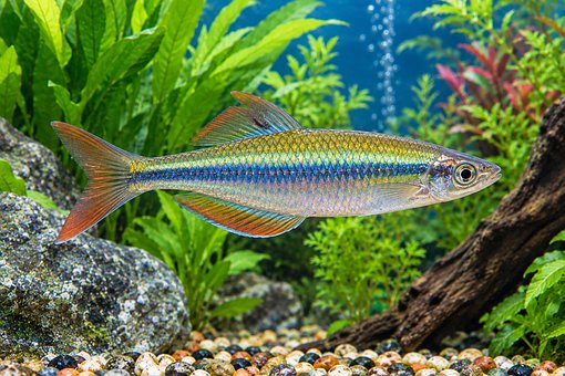 Fisch, Aquarium, Süßwasserfisch, Bunt