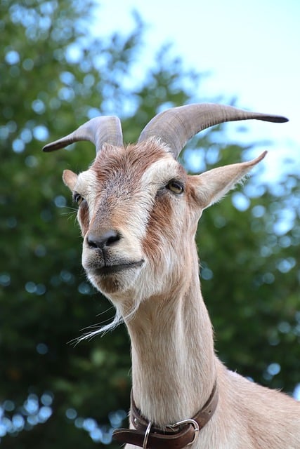 Ziege, Tier, Natur, Weide, Hörner