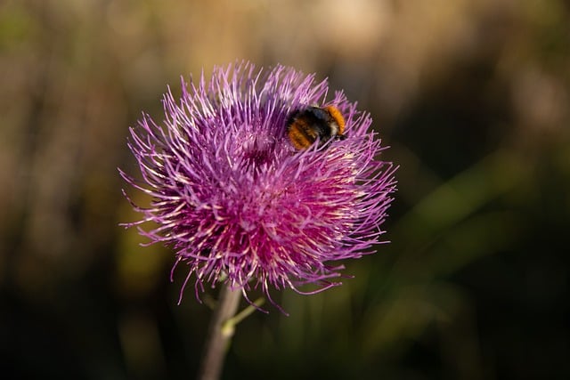 Free Flower Bumblebee photo and picture