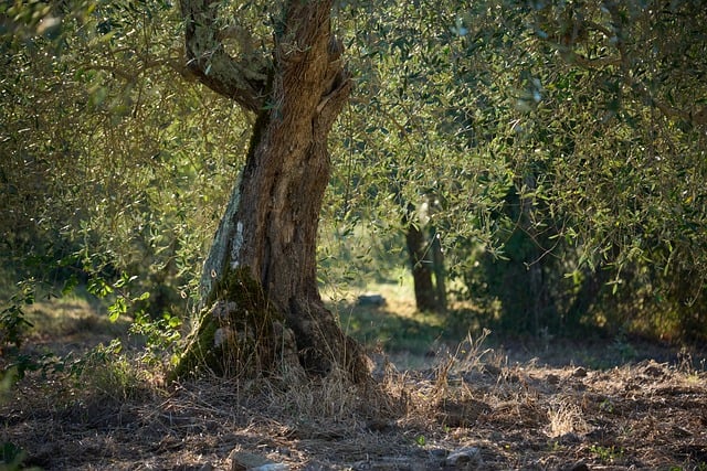 Free Nature Tree photo and picture