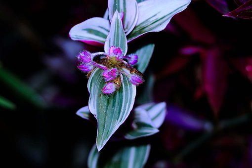Flor, Natureza, Florescendo, Folha