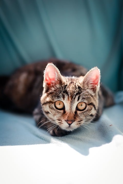 Cat Kitten Tabby - Free photo on Pixabay