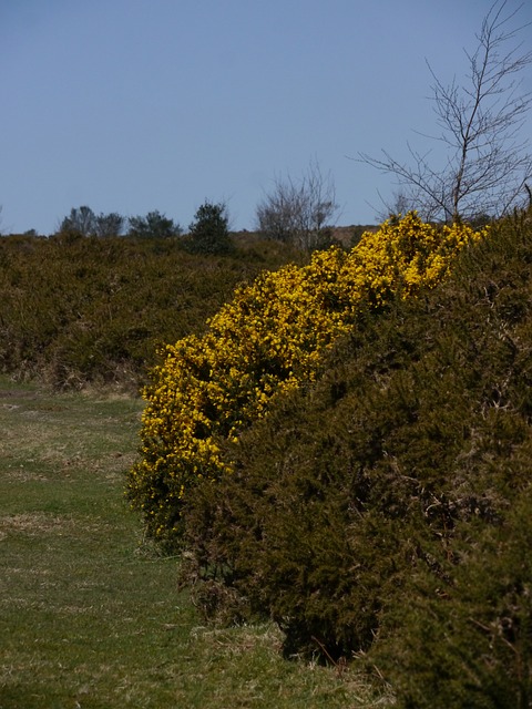 Peisaj, Natură, Dartmoor, Devon