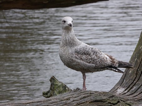 Pescăruș, Pasăre, Animal