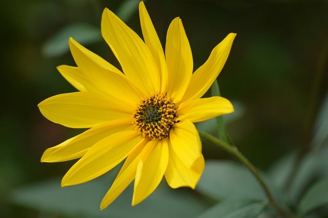 Free Jerusalem Artichoke Yellow Flower photo and picture