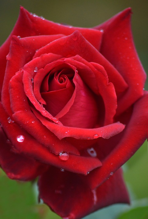 Rose Flower Red - Free photo on Pixabay