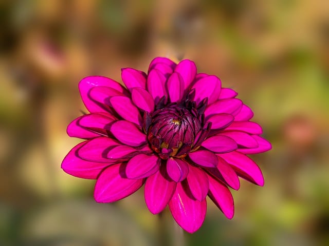 Rosa, Dahlie, Blüte, Garten, Natur