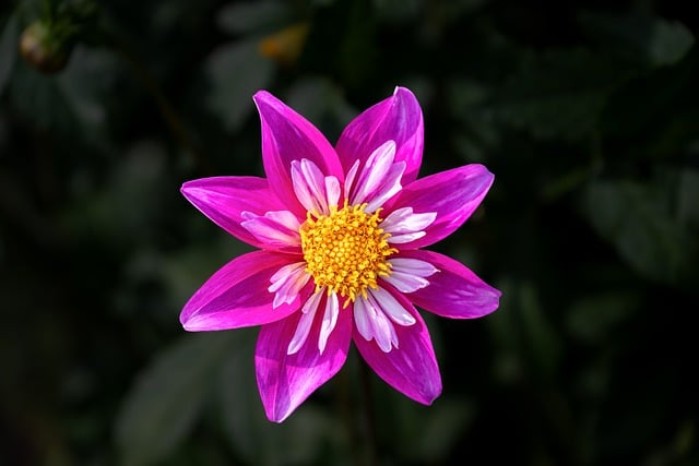 Blume, Rosa, Blütenblatt, Natur, Sommer
