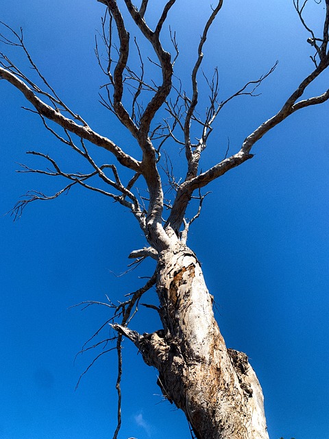 Træ, Tørre Grene, Blå Himmel, Natur