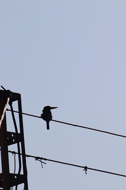 Vogel, Draad, Silhouet, Blauwe Lucht