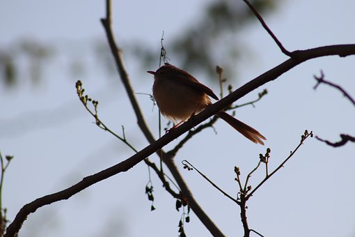 Vogel, Tak, Silhouet, Vogel Op Tak