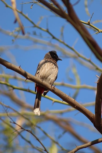 Vogel, Natuur, Tak, Wild