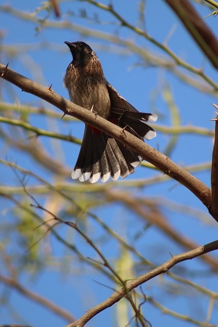 Vogellied, Bruine Vogel, Boomtakken