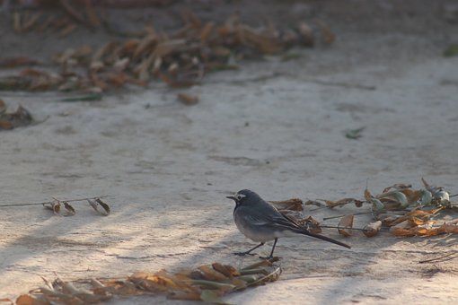 Vogel, Winter, Natuur, Grond, Bladeren