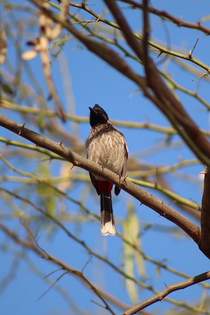Vogel, Bulbul, Tak, Blauwe Lucht