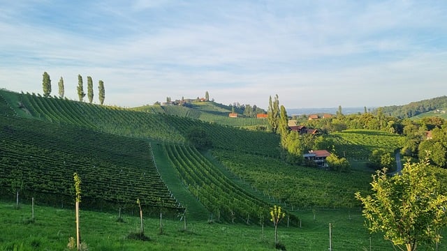 Wein, Landschaft, Berge, Weinerte, Grün