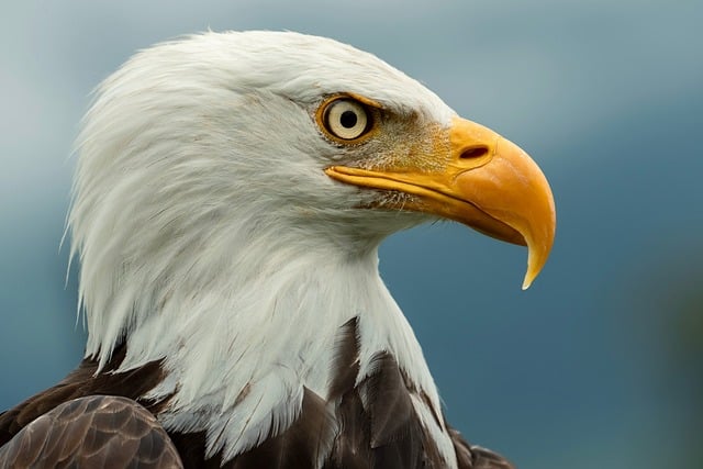 Free Bald Eagle Bird Of Prey photo and picture