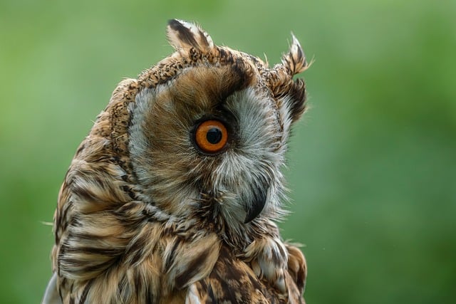 Free Owl Raptor photo and picture