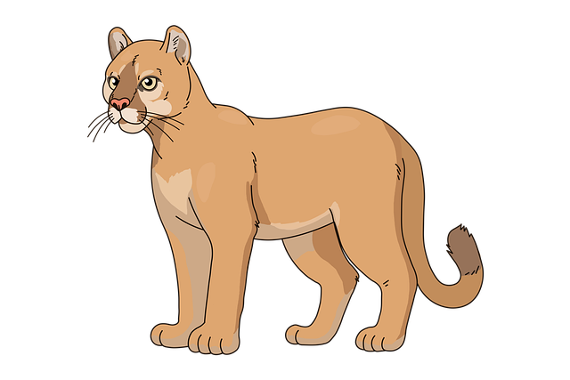 Puma, Dibujo, Gato, León De Montaña