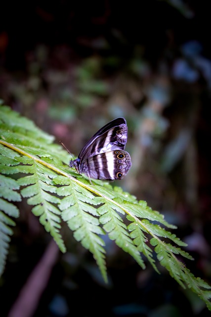 Vlinder, Varen, Macro Fotografie, Natuur