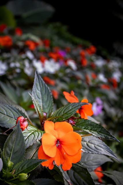 Oranje Bloem, Tuin, Bloembed, Impatiens