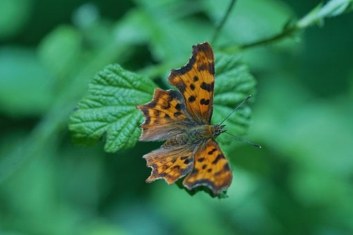 Schmetterling, Natur, Insekt, Flügel