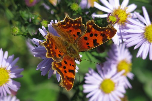 Schmetterling, Natur, Flügel