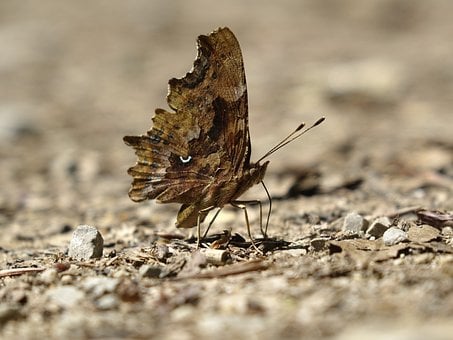 Schmetterling, Natur, Makro, Flügel