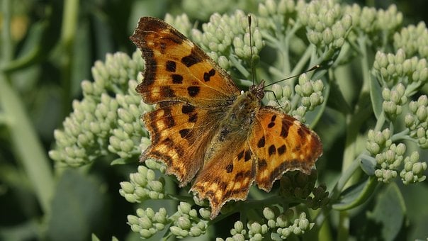 C-Falter, Schmetterling, Insekt, Natur