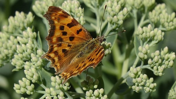 Schmetterling, Natur, Flügel, Insekt