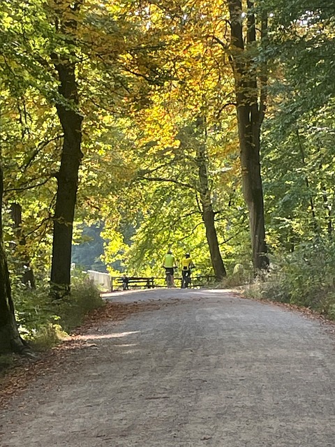 Free Autumn Forest Path photo and picture