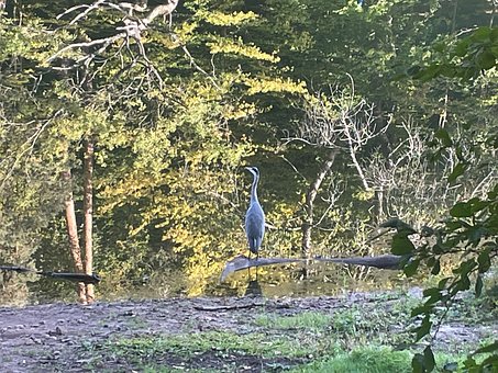 Free Heron Nature photo and picture