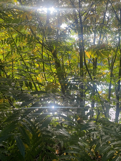 Free Forest Foliage photo and picture