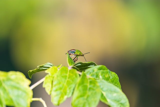 Free Stinkbug Wallpaper 4K photo and picture