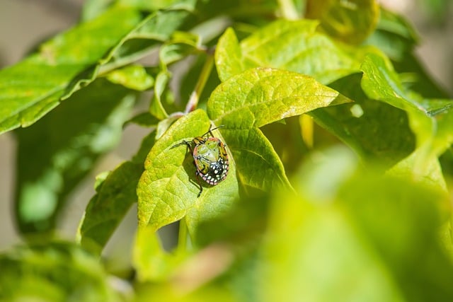 Free Stinkbug Insect photo and picture