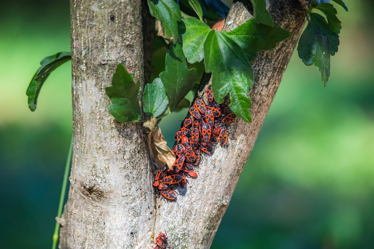 Download free HD stock image of Tree Firebug Free Tree Firebug photo and picture