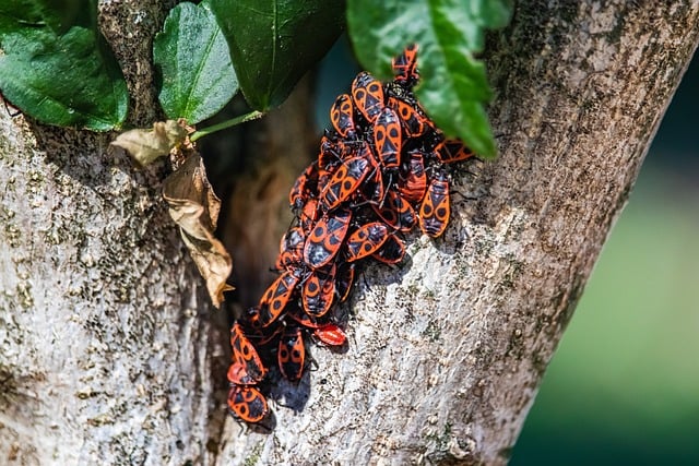 Free Firebug Tree photo and picture