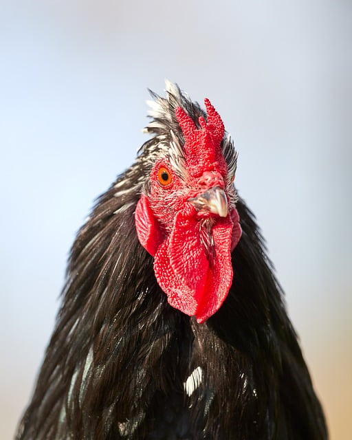 Free Rooster Black Feathers photo and picture