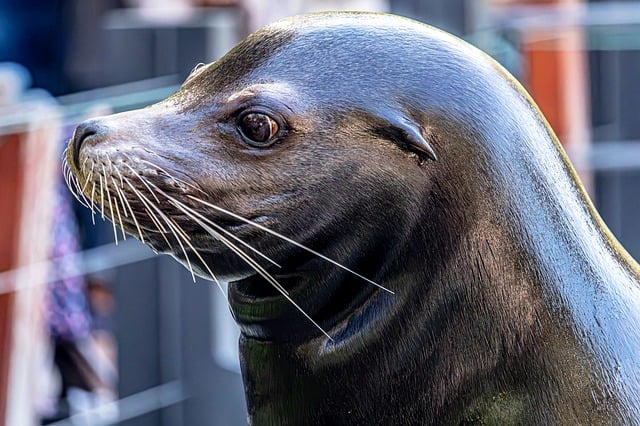 Seelöwe, Schöne Natur