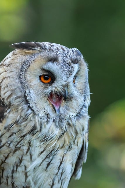 Free Owl Nature photo and picture