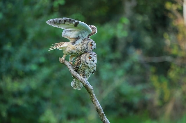 Free Owls Dark photo and picture